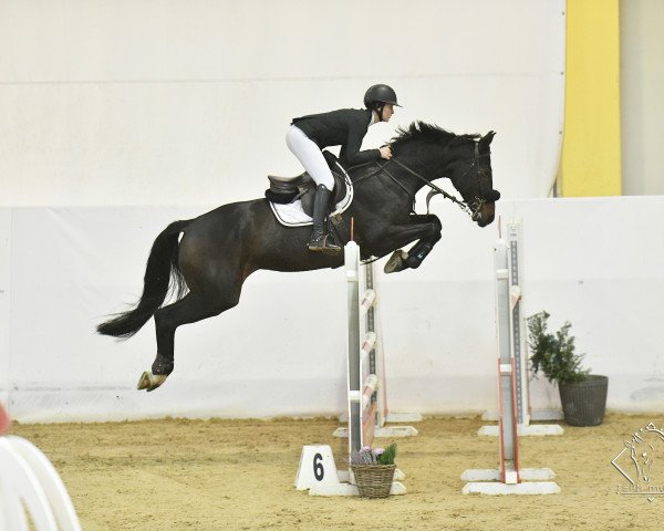 jumper MARQUITERO (German Sport Horse, 2015, from HH Messenger)