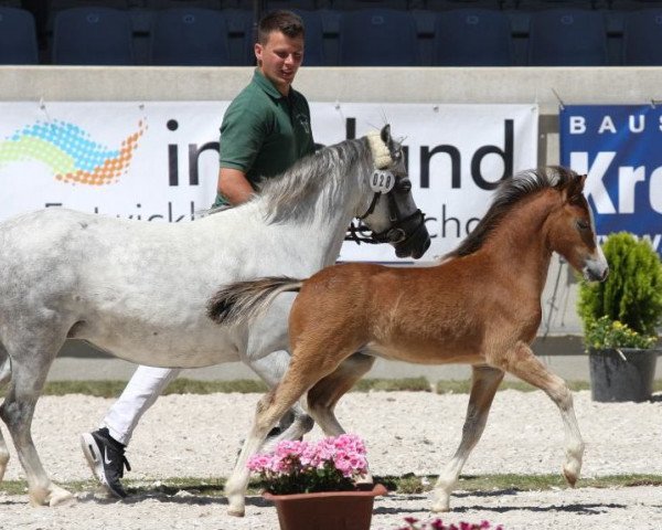 Zuchtstute Minerva Baylies Bel Amie A (Welsh Mountain Pony (Sek.A), 2018)