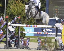 Springpferd Lodal's Cooper (Deutsches Reitpferd, 2012, von Colman)