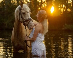 dressage horse Summer Gold (German Riding Pony, 2018, from Stukhuster Ricardo Go For Gold)