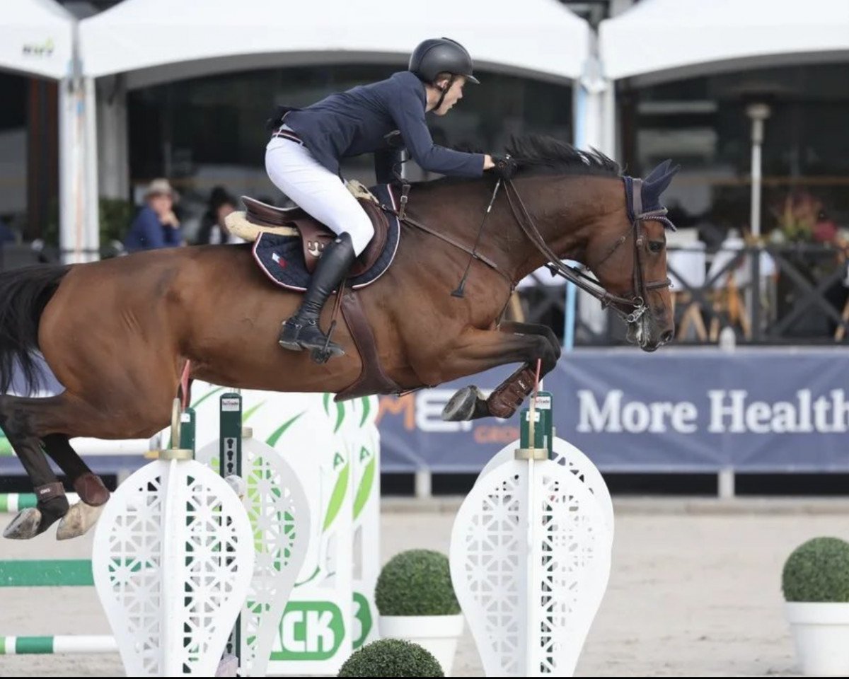 jumper Morgan VDS (Belgian Warmblood, 2012, from Canabis Z)