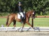 dressage horse La Vino 3 (Nederlands Welsh Ridepony, 2013, from Leuns Veld's Xantos)