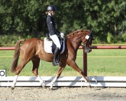 dressage horse La Vino 3 (Nederlands Welsh Ridepony, 2013, from Leuns Veld's Xantos)