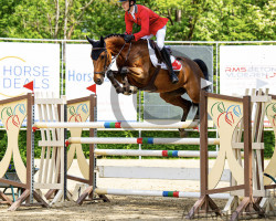 jumper Verone de Hus Z (Belgian Warmblood, 2013, from Vivaldi du Seigneur)