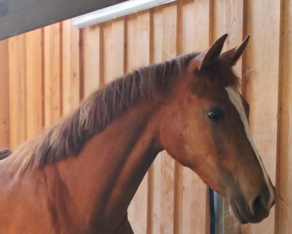 Springpferd Holly Loxten (Deutsches Sportpferd, 2021, von Halifax van het Kluizebos)