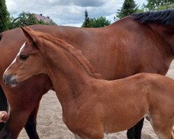 jumper Brinkenstee´s Divablue (Oldenburg show jumper, 2022, from Diablue PS)