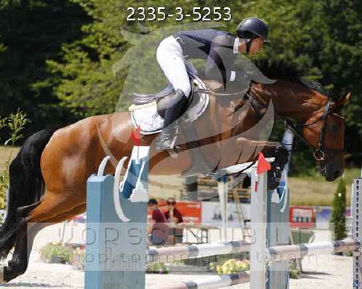 jumper Courtwood Dodie (Irish Sport Horse, 2017, from Douglas)