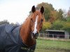 dressage horse Garbour Ben Afas ox (Arabian, 2002, from Gardub ox)