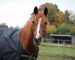 dressage horse Garbour Ben Afas ox (Arabian, 2002, from Gardub ox)