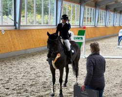 jumper Colorado 239 (Hanoverian, 2014, from Cormint)