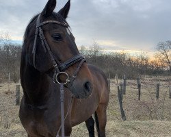 horse Zengina (KWPN (Royal Dutch Sporthorse), 2004, from Lennard)