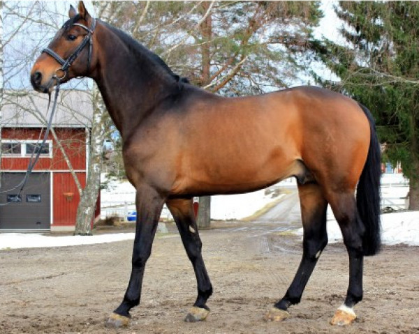 stallion Satisfaction II 169 FIN (Hanoverian, 2002, from Stakkato)
