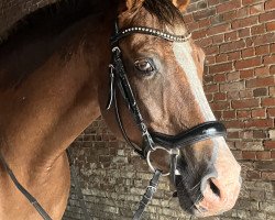 dressage horse Montipayo (German Riding Pony, 2002, from Marck B.S.)