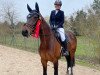 dressage horse Bond Girl R (German Sport Horse, 2011, from Blickpunkt 4)