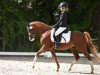 dressage horse Mighty Little Man (unknown, 2018)