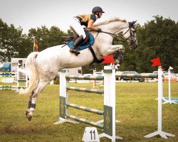 jumper Deichhof's Scalito (Hanoverian, 2008, from Salito)