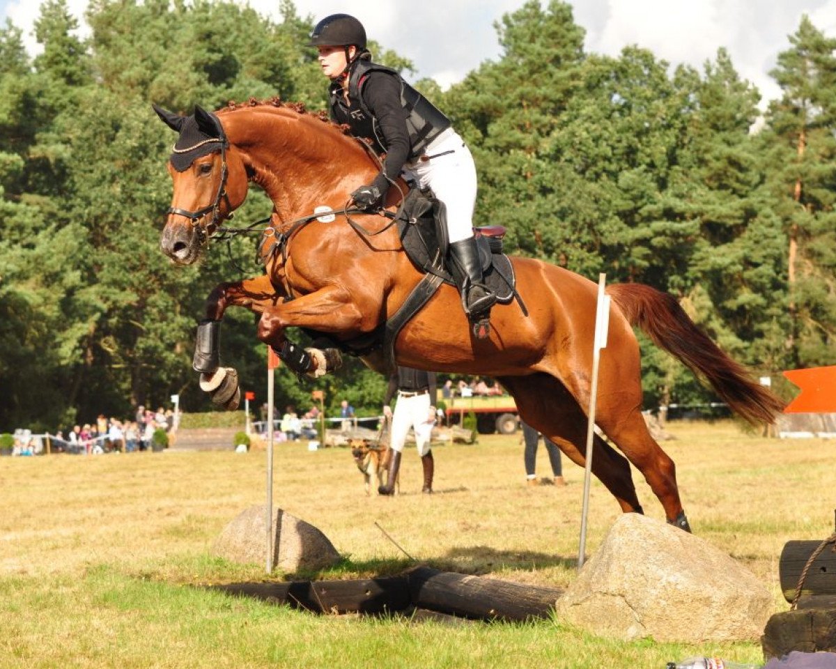 dressage horse Deichhof's Fabienne (Hanoverian, 2011, from Feuerspiel)