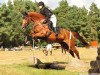 dressage horse Deichhof's Fabienne (Hanoverian, 2011, from Feuerspiel)