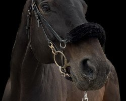 dressage horse Shadow of Moonlight 3 (Westphalian, 2009, from Schumacher)