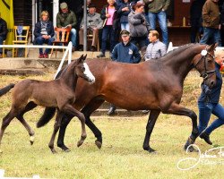 broodmare Deichhof's Stakkaletta (Hanoverian, 2009, from Stakkato)