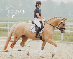 dressage horse Deichhof's Queensberry (Rhinelander, 2018, from Qaside Md)