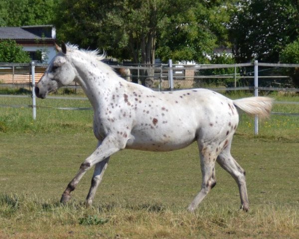 horse Cowboys Ice Girl (Appaloosa, 2021)