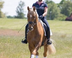 Pferd Deichhof's Malibu (Rheinländer, 2015, von Magic Memphis)