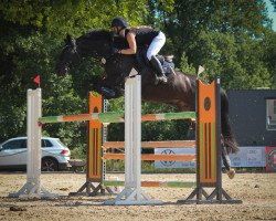 jumper Deichhof's Clärchen (Hanoverian, 2010, from Clintord)