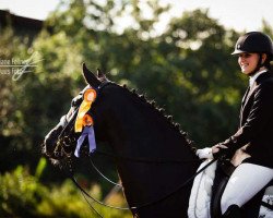 dressage horse Deichhofs Romeo (Hanoverian, 1997, from Rubinstein I)