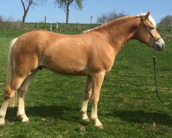 Pferd Wicky van Seadrift (Haflinger, 2014, von Walzertraum)