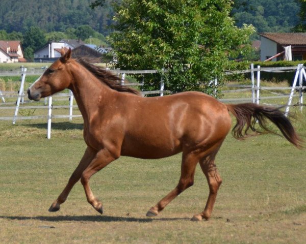 Pferd Peppys Anna Lena (Appaloosa, 2021)