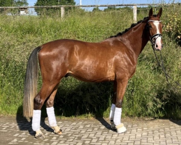 dressage horse Emilio-Mio (Westphalian, 2019, from Escolar)