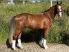 dressage horse Emilio-Mio (Westphalian, 2019, from Escolar)