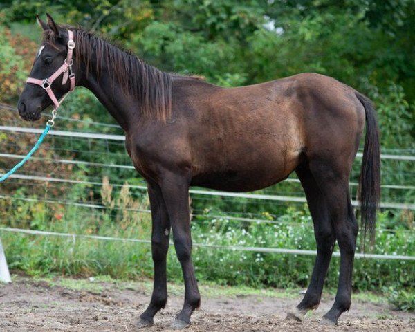 Pferd Trakehner (Russisch Trakehner, 2022)