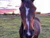 broodmare Kerry Prinzess (German Riding Pony, 2001, from Kentucky)