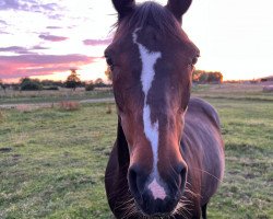 broodmare Kerry Prinzess (German Riding Pony, 2001, from Kentucky)