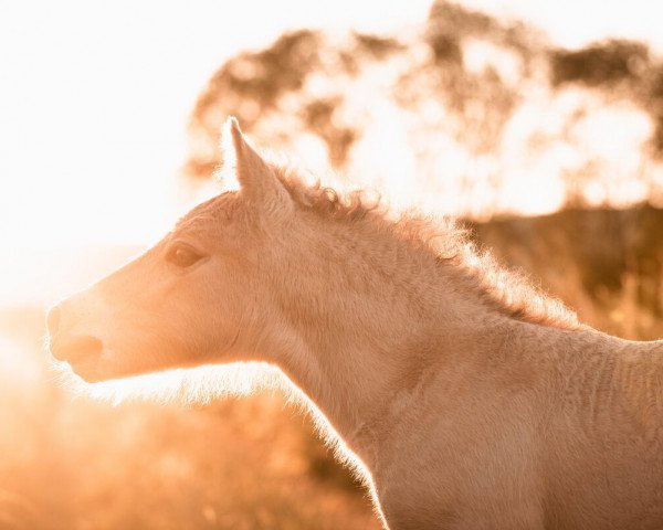 Pferd Gold (Fjordpferd, 2023, von Goran)