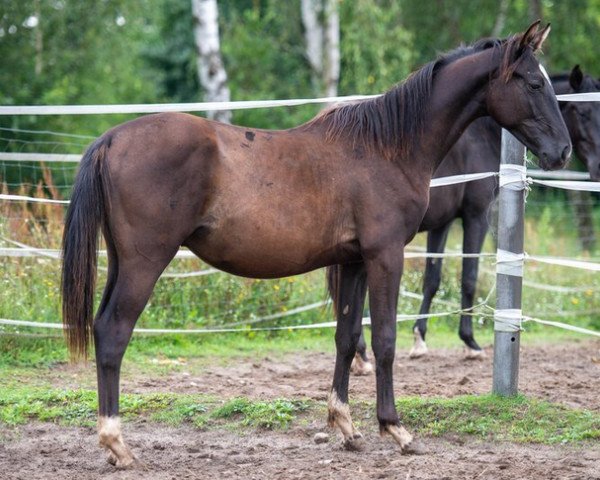 Pferd Vivianus (Russisch Trakehner, 2022)