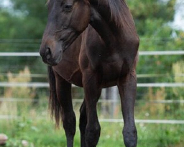 horse Trakehner (Russian Trakehner, 2022)