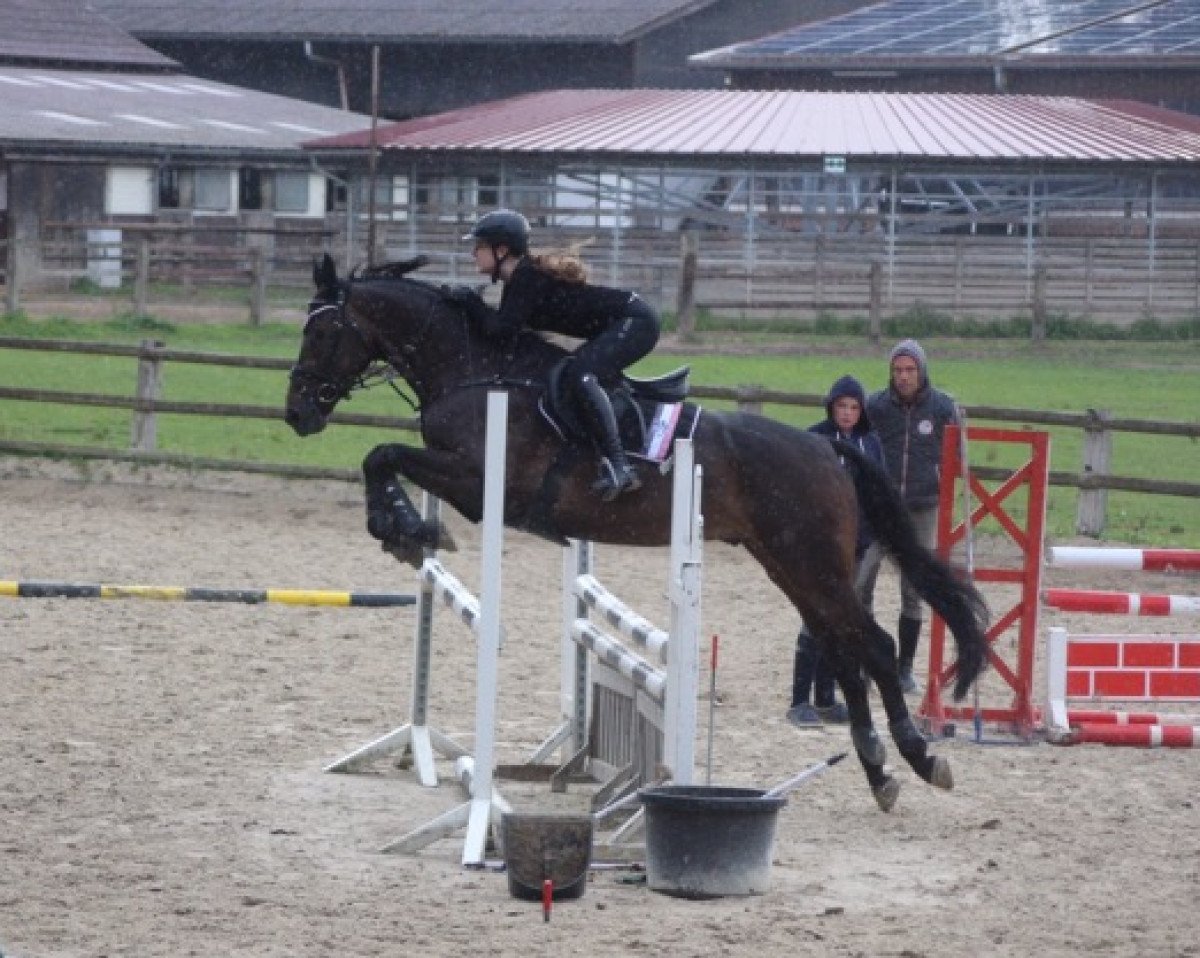 jumper Ferrari H (KWPN (Royal Dutch Sporthorse), 2010, from Berlin)