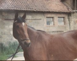 broodmare Harmonie (German Sport Horse, 1977, from Hasdrubal)