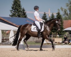 dressage horse Diamond's Stripe (Czech Warmblood, 2015, from Diamant)