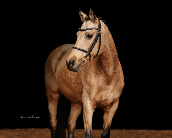 dressage horse Renza Royaal (Welsh, 2011, from Orchard Boginov)