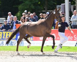 broodmare La Primavera 6 (Oldenburg, 2019, from La Vie)