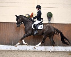 dressage horse Lloris (Oldenburg, 2019, from La Vie)