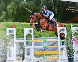 jumper Frau Peters (Hanoverian, 2016, from Diarado)