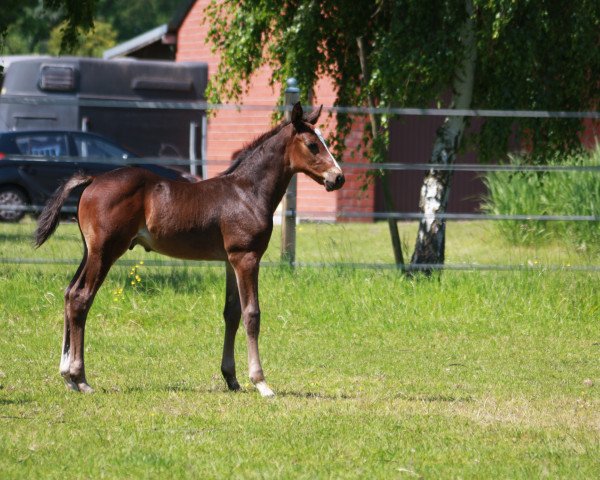 horse Lassario (German Warmblood, 2023, from Lassar)