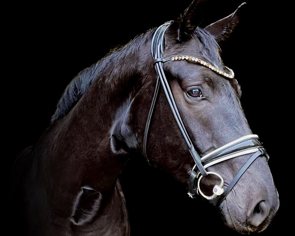 dressage horse Follow's Dorino (Hanoverian, 2019, from Follow Him´s Schönweide)