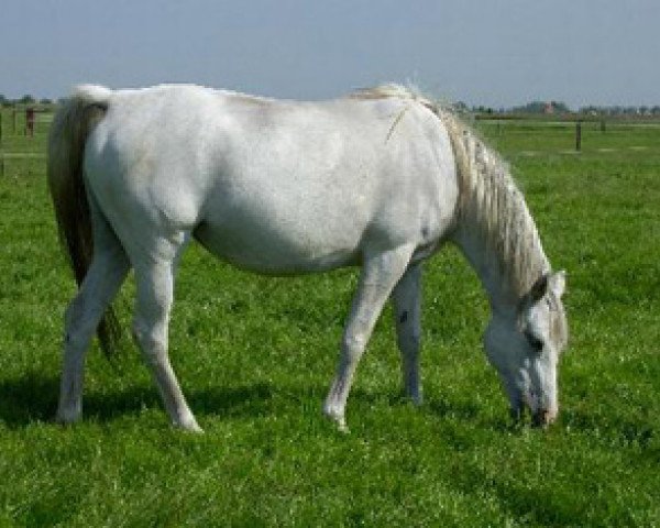 broodmare Sjabrinskaja ox (Arabian thoroughbred, 1989, from Pernod ox)