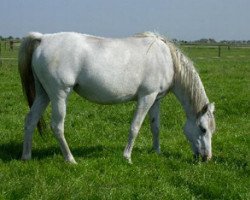 broodmare Sjabrinskaja ox (Arabian thoroughbred, 1989, from Pernod ox)